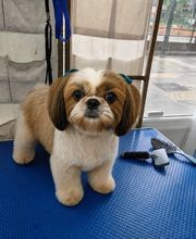 Txapoteando Felices Peluquería canina y felina imagen 6