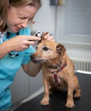 Tierklinik Leimental Bild 11