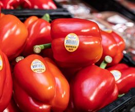 07_rewe_obst_gemuese_4