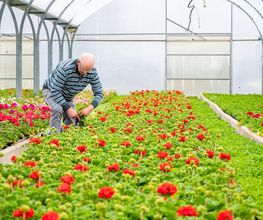 Fleurs Stempfler image 16