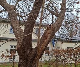 WEGA Garten & Landschaft Bild 6