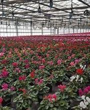 Jardinerie Bretière image 1