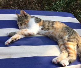 Comme Un Chat image 8