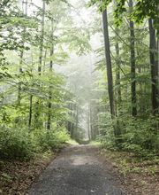 FriedWald Neuwied-Monrepos Bild 9