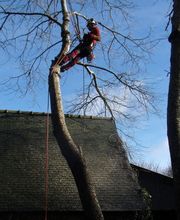 Abiès Elagage image 4