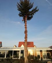 TC-Gartenbau Bild 9