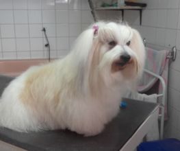 Animalook image 6