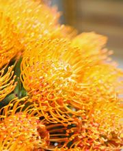 Atelier Cagna-Fleurs Bild 6