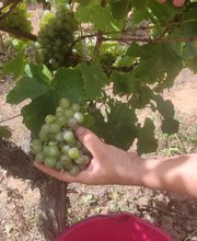 DOMAINE DE L'ÉTÉ ET CHATEAU DES ROCHETTES SCEA CATHERINE NOLOT image 16