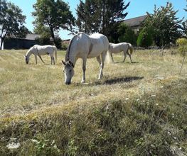 Centre Equestre De La Guérinière image 2