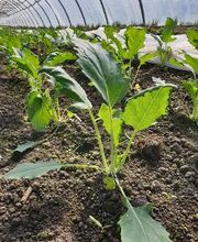 Marché Balmer Bild 5