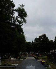 Baumpflege Lachmann Bild 6