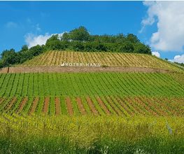 Weingut & Gästehaus Thomas Schwibinger Bild 11