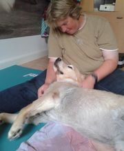 Dog Ways Hundecenter Bild 6