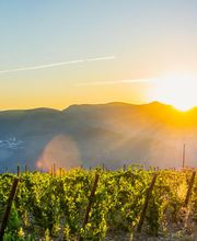 Hochwertige Weine aus unserer Region und aus Italien. Trinken Sie exklusive offene oder auch Flaschenweine in unserem Restaurant in Wangen