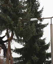 Baumdienst Harzer Bild 2