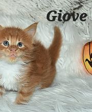 Allevamento Maine Coon Le Fate della Casa immagine 11