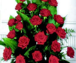 Rose Flor imagen 20