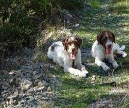 Cathy's Dogs image 3