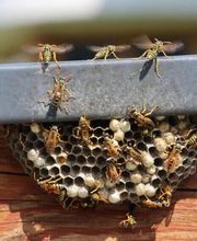 Stop Guêpes & Frelons image 1