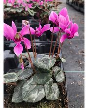 Fleurs Des 7 Iles image 2