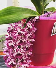 Jantzen Fleurs image 13