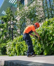 SavATree - Tree Service image 5