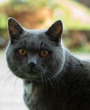 Tierarztpraxis Oeschberg AG Bild 5