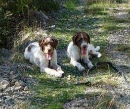 Cathy's Dogs image 1