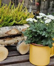 Blumengeschäft Blattmaus Bild 3