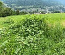 Invaphyt GmbH Bild 2