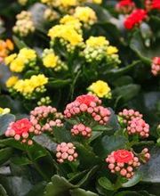 Díaz Floristas imagen 3