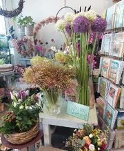 Blumen Dahlmann Bild 16