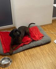 enerix Amberg-Weiden - Photovoltaik & Stromspeicher Bild 11