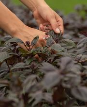 Les Paniers de Cérès image 3