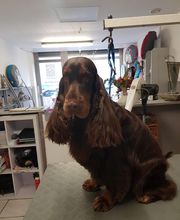 Chadog Toilettage image 3