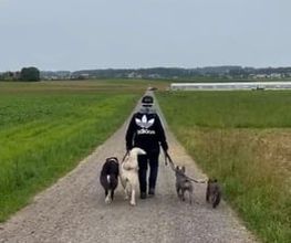 Focus Dogs Hundeschule KlG Bild 1