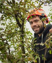 Baum Stieger - Baumpflege im Rheintal Bild 1