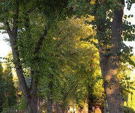 Evangelischer Pfarrfriedhof Duisburg Meiderich, Foto: Andreas Reinsch
