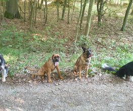 Amis Dogs 76 image 13