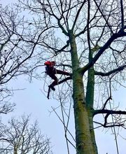 Baumdienst Philipp Krämer Bild 1