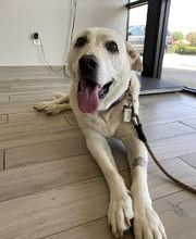 Advanced Care Veterinary Services image 1