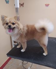 AU TOUTOU MARANS image 12