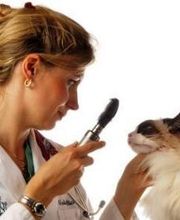 Clínica Veterinaria Villaluenga imagen 4