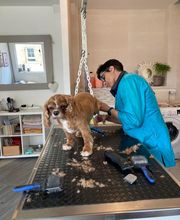 Paula Toutou Mobile image 4