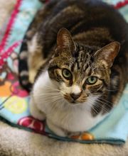 Borash Veterinary Clinic image 6