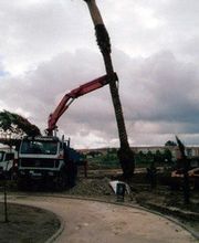 gruas-raul-marquez-retirando-palmera-03.jpg
