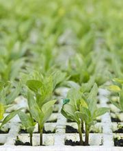 Les Serres Du Forez SARL image 1