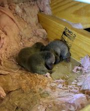 Critter Control image 3