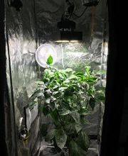 Hydrozone Gèmenos image 3